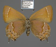 Callophrys gryneus rosneri