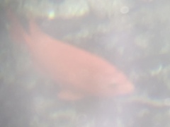 Hypsypops rubicundus