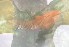 Hypsypops rubicundus