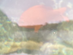 Hypsypops rubicundus