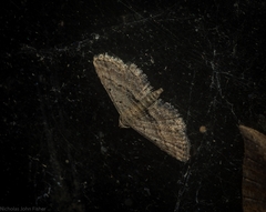 Araeopteron canescens