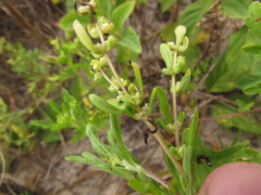Ambrosia tenuifolia