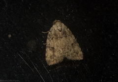 Tolpia conscitulana