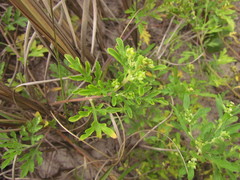 Ambrosia tenuifolia