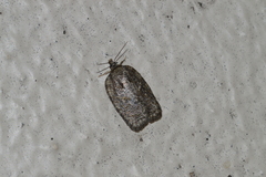 Acleris chalybeana