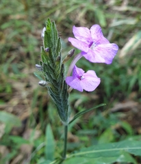 Eranthemum