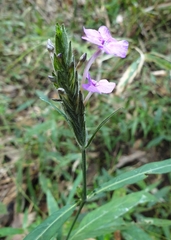 Eranthemum