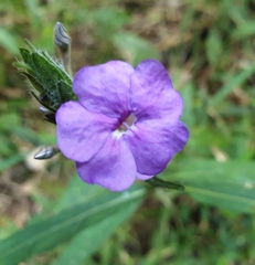 Eranthemum
