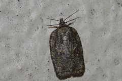 Acleris chalybeana