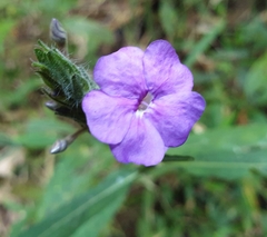 Eranthemum