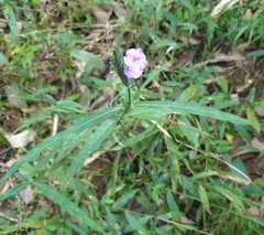 Eranthemum