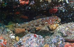 Vanneaugobius canariensis