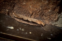 Leptocroca sanguinolenta