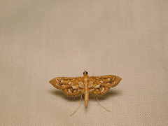 Nausinoe