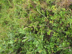 Elephantopus angustifolius