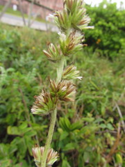 Elephantopus angustifolius