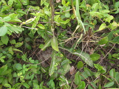 Elephantopus angustifolius