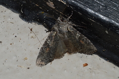 Lithophane antennata