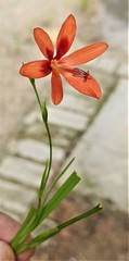 Freesia grandiflora image