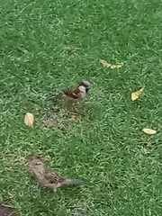 Passer domesticus