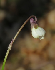 Viola alba alba