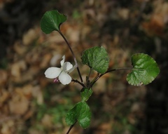 Viola alba alba