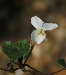 Viola alba alba