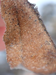 Neolasioptera thurstoni