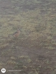 Mimus saturninus