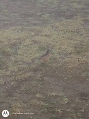 Mimus saturninus