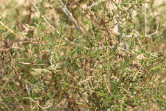 Suaeda fruticosa