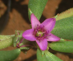 Sesuvium hydaspicum