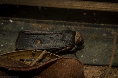 Proteuxoa testaceicollis