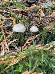 Entoloma conicum
