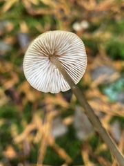 Entoloma conicum