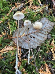 Entoloma conicum