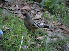 Trochalopteron variegatum