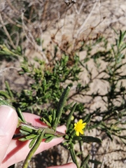 Senecio litorosus