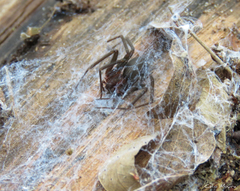 Loxosceles amazonica