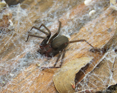 Loxosceles amazonica