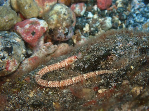 Spiny dwarfgoby (Minyichthys sentus) — Syngnathidae — 3