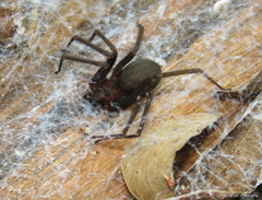 Loxosceles amazonica