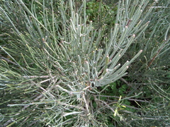 Ephedra fragilis fragilis