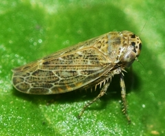 Euscelidius variegatus