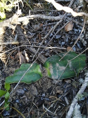 Haemanthus