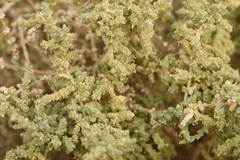 Caroxylon tetrandrum