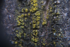 Candelariella reflexa