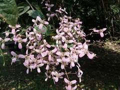 Congea tomentosa