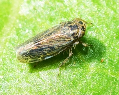 Euscelidius variegatus