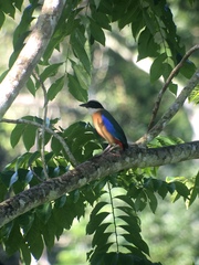 Pitta moluccensis